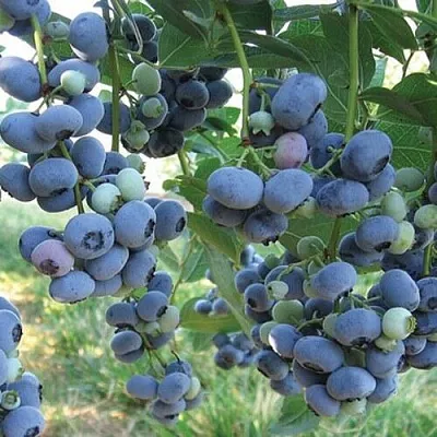 Голубика ЛИБЕРТИ  Голубика ЛИБЕРТИ в Балашихе