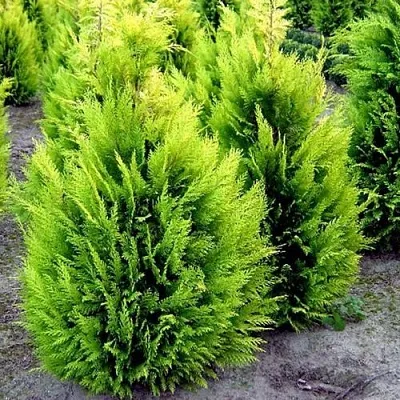 Кипарисовик ИВОНЕ лавсана в Балашихе