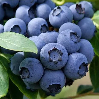 Голубика СПАРТАН  Голубика СПАРТАН в Балашихе