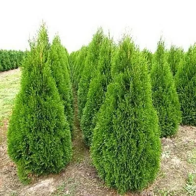 Туя СМАРАГД западная в Балашихе
