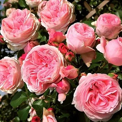 Саженцы роз ДЖАРДИНА плетистая  Саженцы роз ДЖАРДИНА плетистая в Балашихе