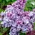 Сирень КАТЕРИНА ХАВЕМЕЙЕР в Балашихе