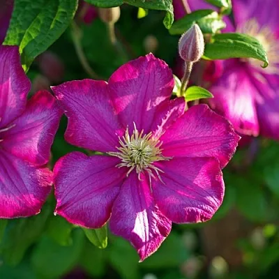 Клематис КАРМЕНСИТА  Клематис КАРМЕНСИТА в Балашихе