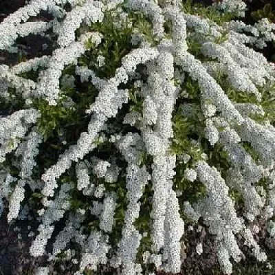 Спирея АРГУТА в Балашихе