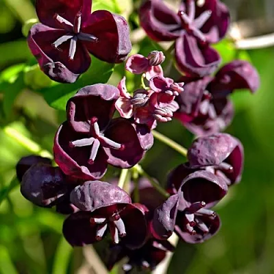 Акебия ПЯТЁРНАЯ  в Балашихе