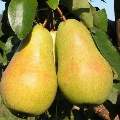 Груша ЧИЖОВСКАЯ  Груша ЧИЖОВСКАЯ в Балашихе