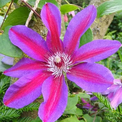 Клематис АКАИШИ  Клематис АКАИШИ в Балашихе