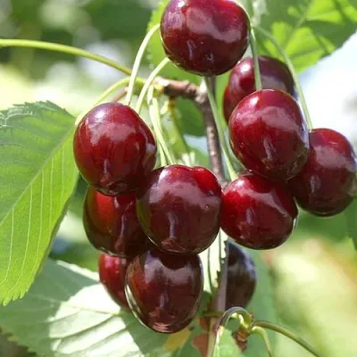 Черешня ОВСТУЖЕНКА  Черешня ОВСТУЖЕНКА в Балашихе