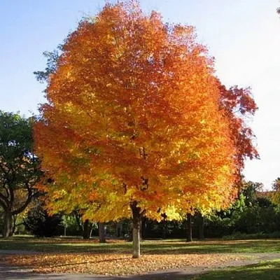 Клен серебристый в Балашихе