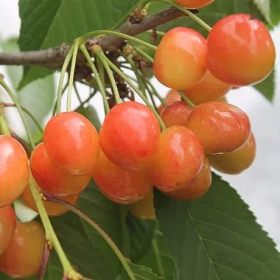 Черешня СЕВЕРНАЯ  Черешня СЕВЕРНАЯ в Балашихе