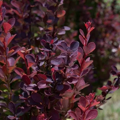 Барбарис ХЕЛМОНД ПИЛЛАР тунберга в Балашихе