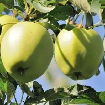 Яблоня САХАРНАЯ  Яблоня САХАРНАЯ в Балашихе