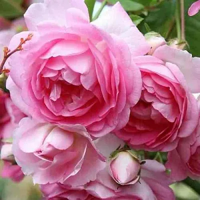 Саженцы роз ЖАСМИНА плетистая  Саженцы роз ЖАСМИНА плетистая в Балашихе