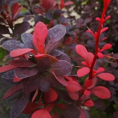 Барбарис РЕД ПИЛЛАР тунберга в Балашихе