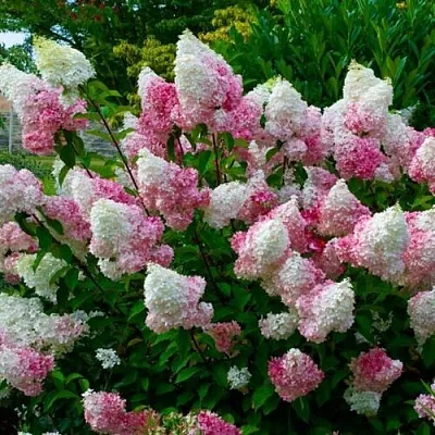 Гортензия в Балашихе