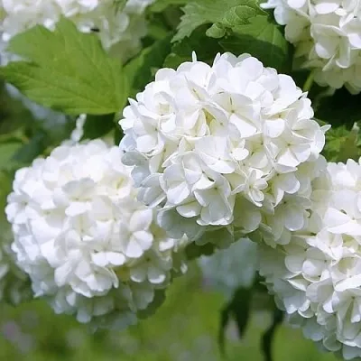 Калина декоративная в Балашихе