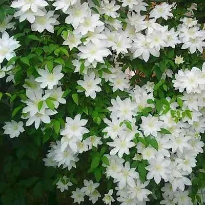 Клематис ТОКИ  Клематис ТОКИ в Балашихе