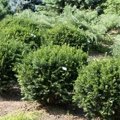 Тис НАНА остроконечный  в Балашихе