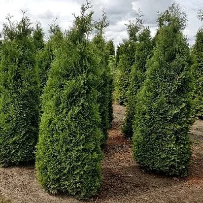 Туя ХОЛМСТРУП западная в Балашихе