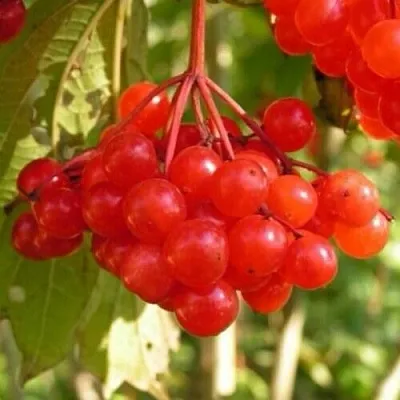 Калина ПАМЯТИ ВАЛЕНТИНЫ в Балашихе