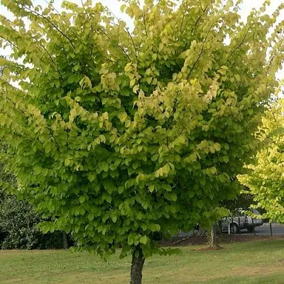 Вяз обыкновенный  Вяз обыкновенный в Балашихе