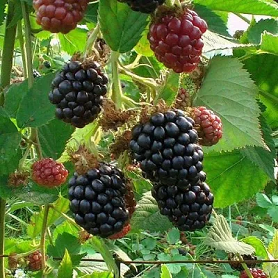 Ежевика ЧЕСТЕР бесшипная  Ежевика ЧЕСТЕР бесшипная в Балашихе