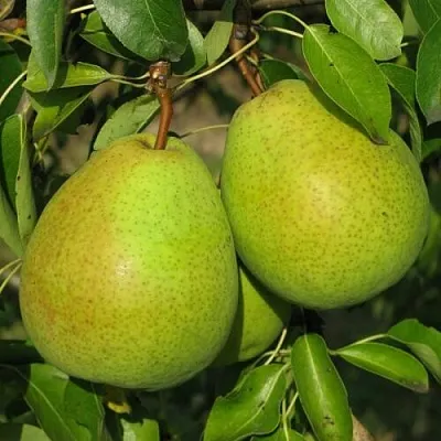 Груша НАЙТ-ВЕРТ колонновидная  Груша НАЙТ-ВЕРТ колонновидная в Балашихе
