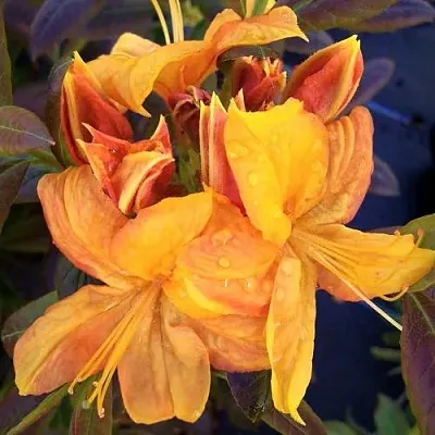 Азалия КЛОНДАЙК листопадная  Азалия КЛОНДАЙК листопадная в Балашихе