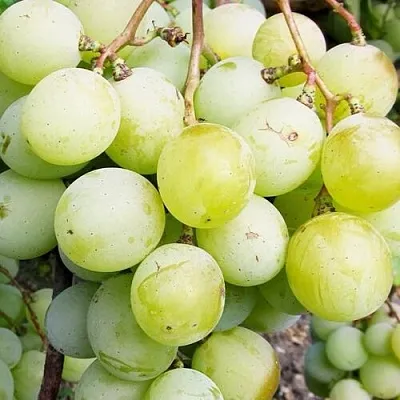 Виноград КЕША МУСКАТ в Балашихе