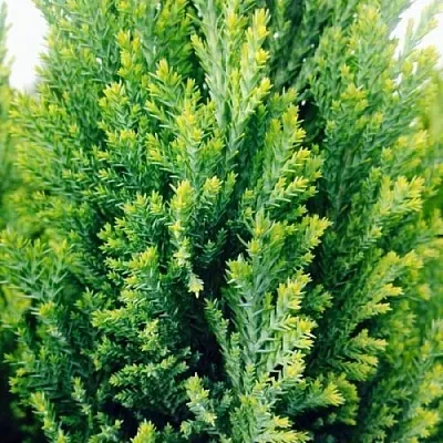 Кипарисовик в Балашихе