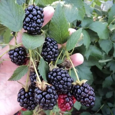 Ежевика ОУАЧИТА бесшипная — описание сорта Ежевика ОУАЧИТА бесшипная в Балашихе