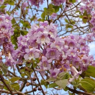 Павлония ПАО ТОГН Z07 в Балашихе