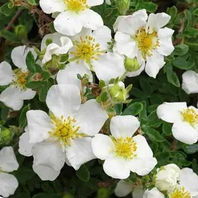 Лапчатка ТИЛФОРД КРИМ кустарниковая  Лапчатка ТИЛФОРД КРИМ кустарниковая в Балашихе