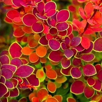 Барбарис ОРАНЖ САНРАЙЗ тунберга в Балашихе