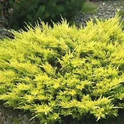 Можжевельник ЛАЙМ ГЛОУ горизонтальный в Балашихе