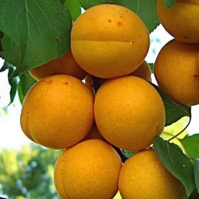 Абрикос ОНТАРИО в Балашихе