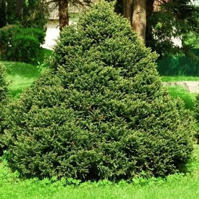 Ель ОЛЕНДОРФИ обыкновенная в Балашихе