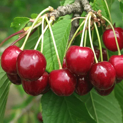 Черешня ГРОНКОВАЯ  Черешня ГРОНКОВАЯ в Балашихе