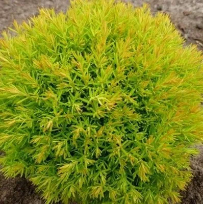 Туя АННИЕК западная в Балашихе