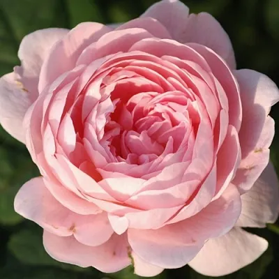 Саженцы роз КУИН ОФ СУИДЕН английская  Саженцы роз КУИН ОФ СУИДЕН английская в Балашихе