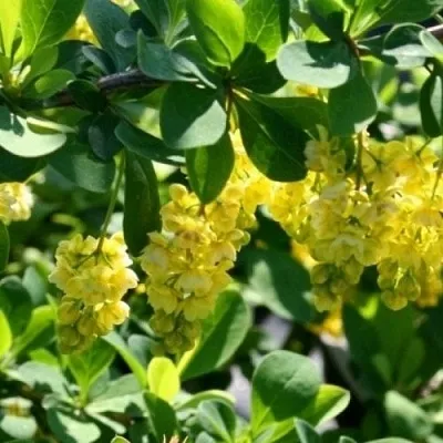 Барбарис ИНДИАН САММЕР   Барбарис ИНДИАН САММЕР  в Балашихе