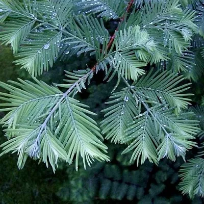 Метасеквойя в Балашихе