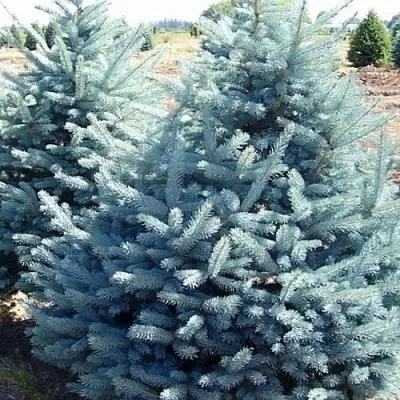 Ель ГЛАУКА колючая в Балашихе