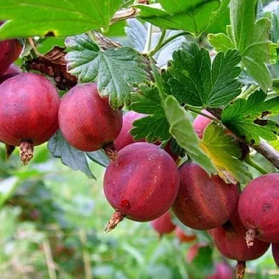 Крыжовник КРАСНОСЛАВЯНСКИЙ в Балашихе