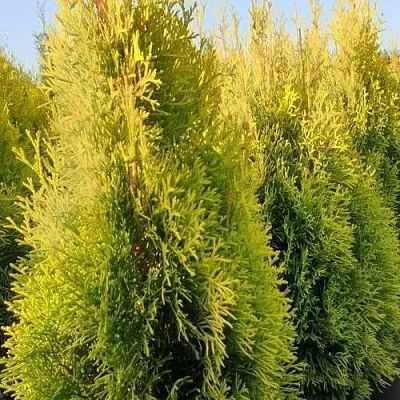 Туя ГОЛДЕН СМАРАГД западная в Балашихе