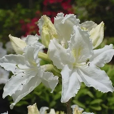 Азалия ОКСИДОЛ листопадная  Азалия ОКСИДОЛ листопадная в Балашихе