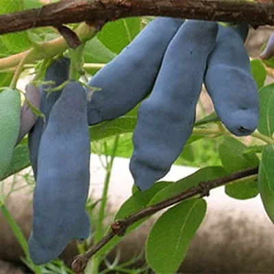 Жимолость съедобная ЛЕНИНГРАДСКИЙ ВЕЛИКАН в Балашихе