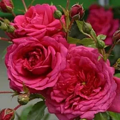 Саженцы роз ЛАГУНА плетистая  Саженцы роз ЛАГУНА плетистая в Балашихе