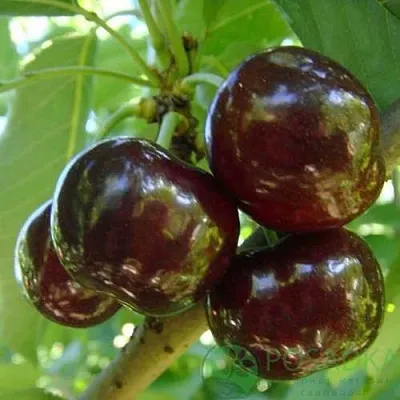 Черешня СВИТХАРТ  Черешня СВИТХАРТ в Балашихе