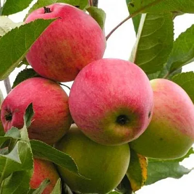 Яблоня МЕЧТА  Яблоня МЕЧТА в Балашихе